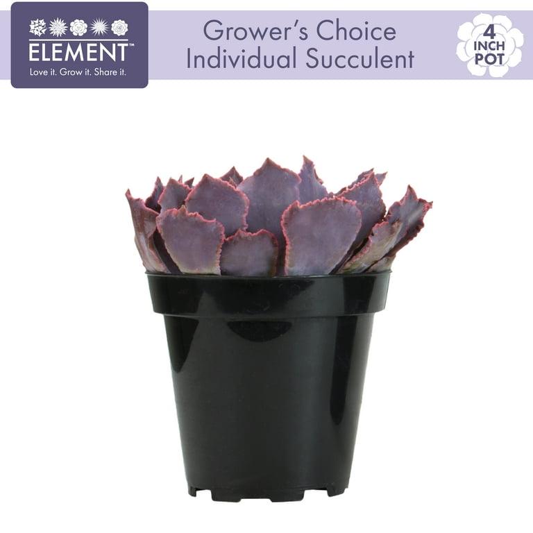Element Single Succulent, 3.5 in Pot, Seasonal Live Plant, Mixed