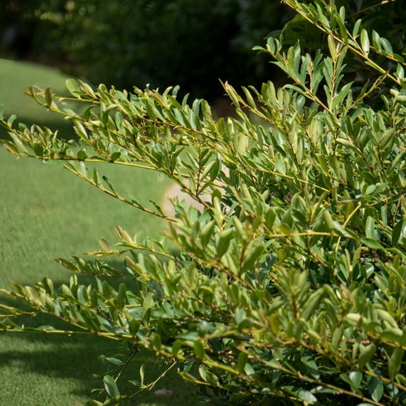 First Editions® Swing Low™ Distylium - Distylium 'PIIDIST-VI' PP29,779