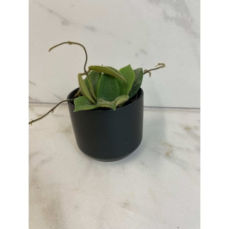 Hoya Thomsonii, 2" Plant, The Plant Farm