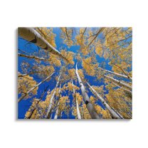 Looming Woodland Foliage Trees Landscape Photograph Gallery Wrapped Canvas Print Wall Art
