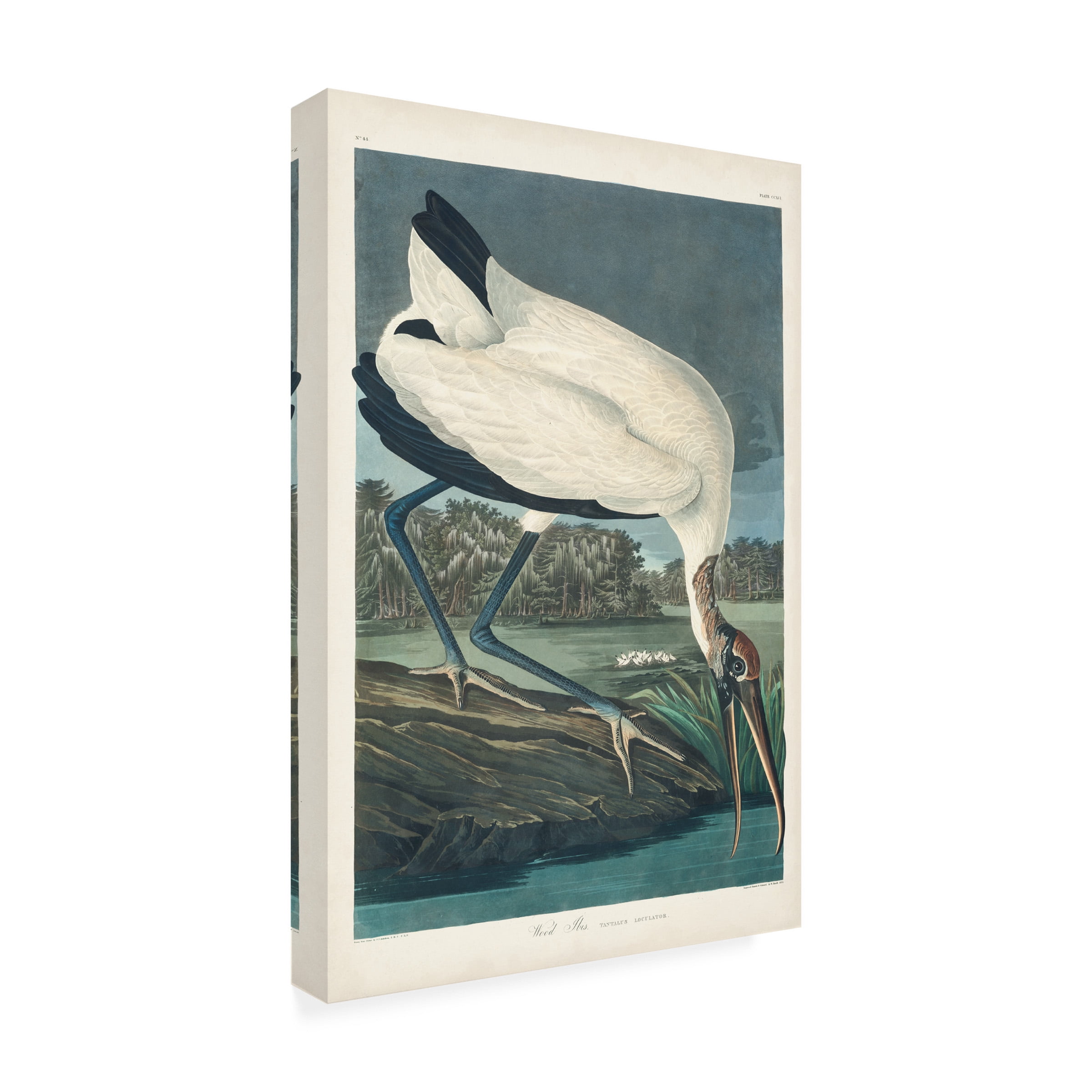 John James Audubon 'Wood Ibis' Canvas Art
