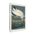 thumbnail image 2 of John James Audubon 'Wood Ibis' Canvas Art, 2 of 3