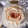 thumbnail image 4 of Mini rosa preservada Mina’an-flor eterna en color Almond Cream en cajita de regalo, 4 of 4