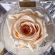 thumbnail image 4 of Mini rosa preservada Mina’an-flor eterna en color Almond Cream en cajita de regalo, 4 of 4