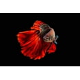 thumbnail image 2 of Halil, Andi 32x23 White Modern Wood Framed Museum Art Print Titled - Angry Fish, 2 of 4