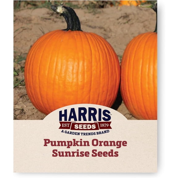 Harris Seeds Pumpkin Orange Sunrise F1, Early Maturing Orange Pumpkin Variety, Treated, 25 Count