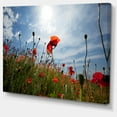thumbnail image 2 of Poppy Flower Field View From Ground - Floral Canvas Art Print, 2 of 3