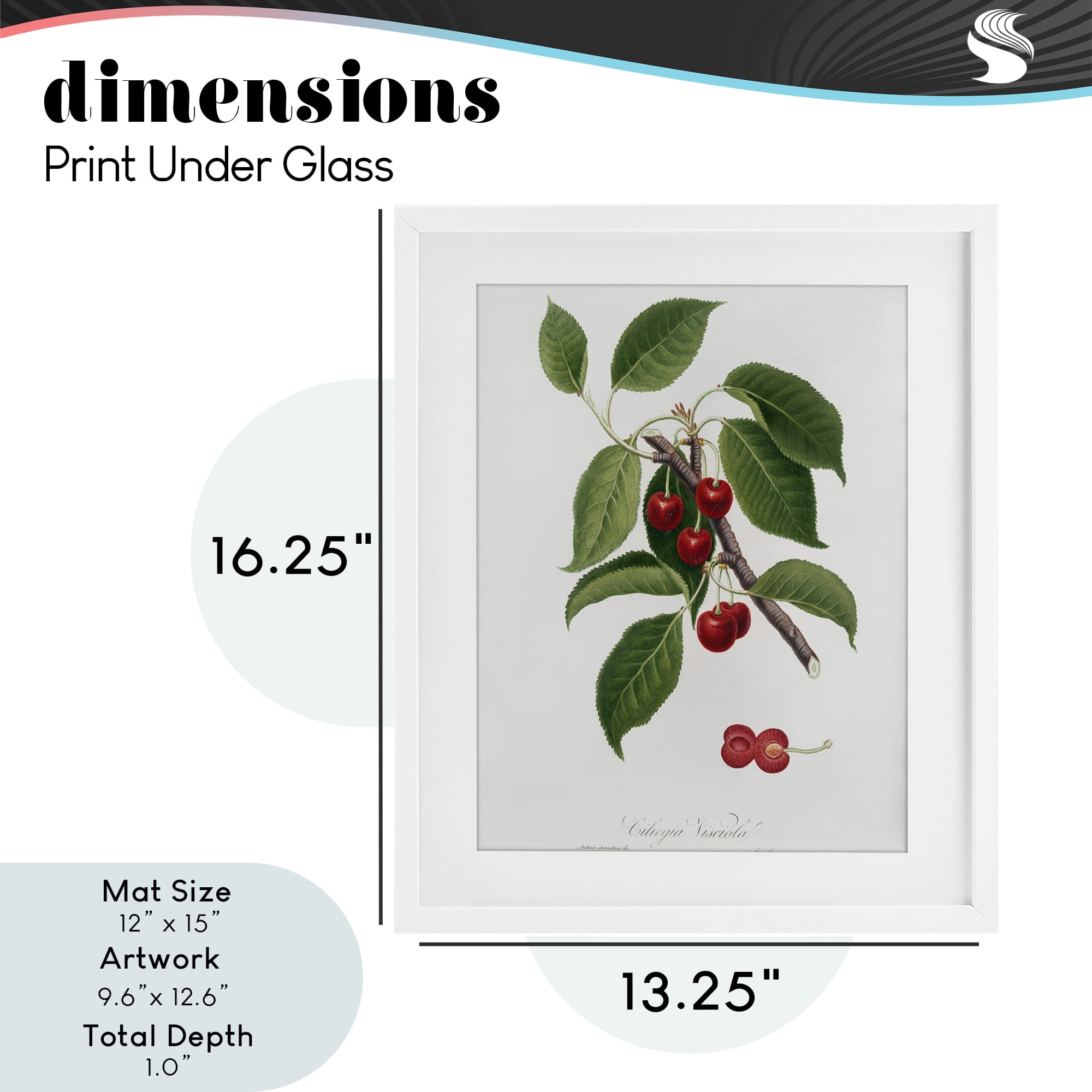 Latin Study of Cherry Plant White Framed Print Under Glass, design by Lettered and Lined