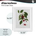thumbnail image 4 of Stupell Industries Traditional Latin Study of Cherry Plant White Framed Print Under Glass, 13 x 16, by Lettered and Lined, 4 of 8