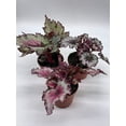 thumbnail image 2 of BubbleBlooms Angel Wings Polka Dot Begonia Live Plants in 6" Plastic Pots, 2 of 3
