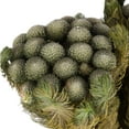 thumbnail image 3 of Vickerman 12-16" Natural Green Brunia, 4 oz Bundle, Preserved, 3 of 5