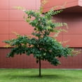 3 gal Swamp Chestnut Live Oak Tree with Full Sunlight