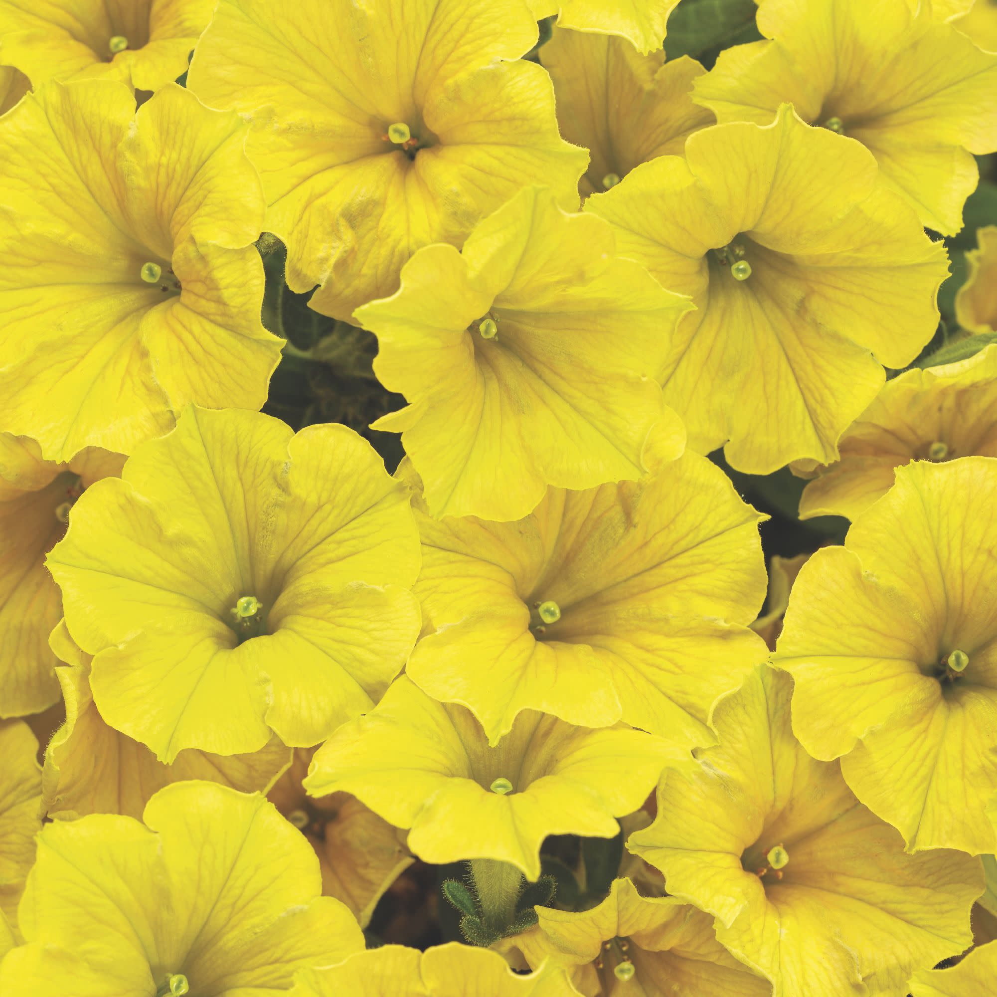 Proven Winners 4" Supertunia Mini Vista Yellow Petunia Live Plant in 4.25" Pot (4 Count)