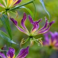 thumbnail image 5 of GSDWIUEW Bulbes de Rothschildiana Gloriosa (Lys de Feu/lys en Flammes) - Fleur de Vigne Grimpante Exotique 8 Pcs / 20 Pcs Floraisons Rouges et Jaunes Vibrantes pour Jardin et Contenants (Violet,8), 5 of 5