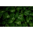 thumbnail image 2 of Grandi Foglie Valentino Basil Seeds/Annual/Full Sun/17K Seeds 1 oz/ Zellajake Farm and Garden - B274, 2 of 5