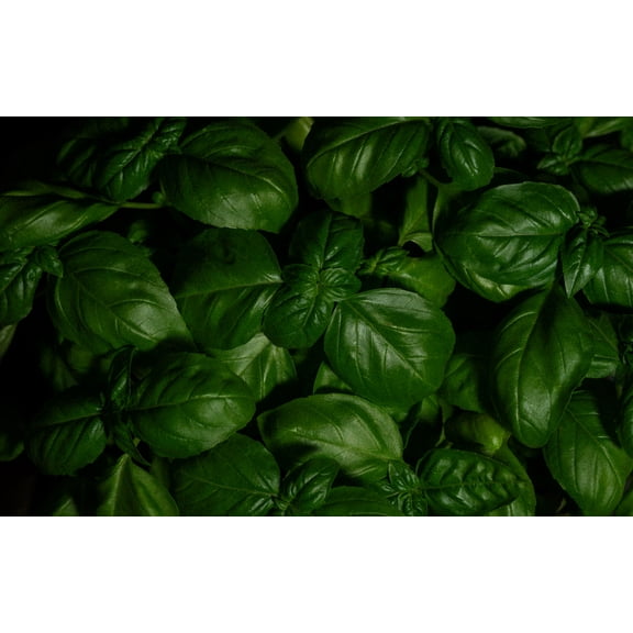 Grandi Foglie Valentino Basil/ Annual/ Full Sun/ 1200 Seeds 2 Grams/ Zellajake Farm and Garden- B274