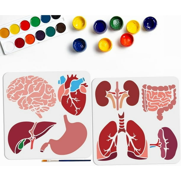 Plantillas reutilizables de órganos internos (8 estilos, 11,8 × 11,8 pulgadas): corazón, cerebro, estómago, pulmones, intestinos y más. Incluyen pincel.