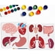 thumbnail image 1 of Plantillas reutilizables de órganos internos (8 estilos, 11,8 × 11,8 pulgadas): corazón, cerebro, estómago, pulmones, intestinos y más. Incluyen pincel., 1 of 9