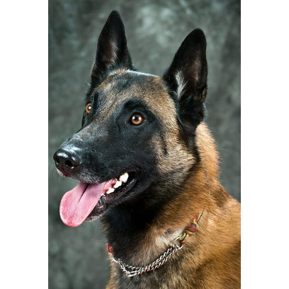 Wall Art Impressions 24x36in Belgian Malinois Photographic Print Poster Most Beautiful Places in Belgium Art Print Belgique