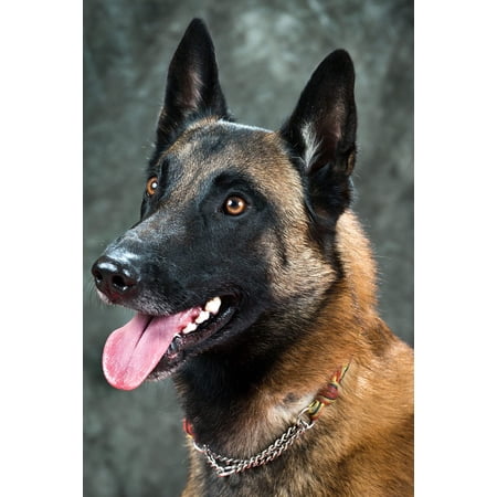 Wall Art Impressions 24x36in Belgian Malinois Photographic Print Poster Most Beautiful Places in Belgium Art Print Belgique