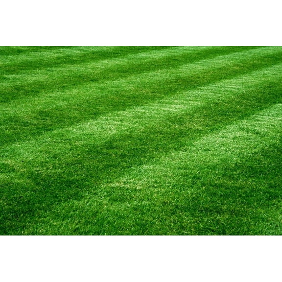 10,000 Emerald Zoysia Grass Seeds - Zoysia 'Emerald' - Lawn Grass