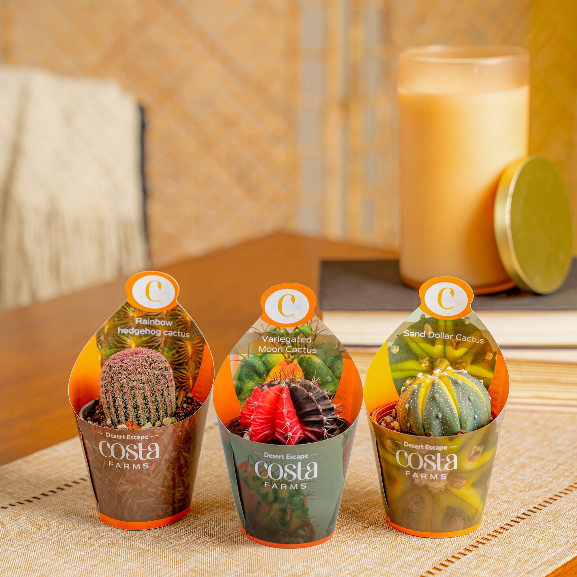 Costa Farms 3" Grower's Choice Cactus Live Plants in 2.5"  Grower Pot, 3 (Count)