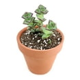 thumbnail image 6 of Crassula Tom Thumb (2"+ Plastic Pot) - Tiny, Lovely, Easy to Care Succulents - Live Healthy Succulents - Best Indoor Plant, 6 of 9