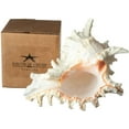 thumbnail image 4 of Murex Ramosus Shell | 1 Murex Sea Shell | 6-7" Large, 4 of 6