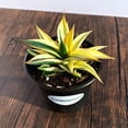 thumbnail image 3 of MicroStarts Live Half-Moon Agave - 1 Succulent Plants in 4 inch pot, 3 of 5