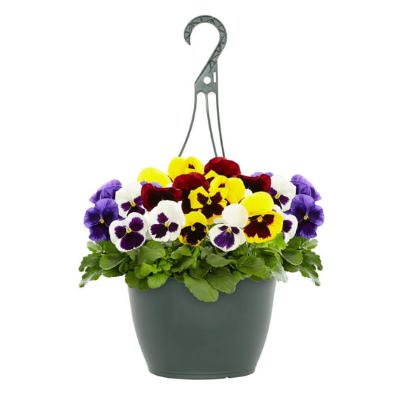 Expert Gardener 1.5GAL Multicolor Pansy Live Annual Plant Hanging Basket Sun