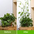 thumbnail image 3 of Accesorio de enredadera trepadora para plantas, gancho de pared para escalar, soporte Invisible, soporte para enredadera, 50 Uds. JM, 3 of 5
