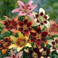 thumbnail image 1 of Flower Bulbs - Lilium Asiatic Hybrid Tango Assorted (15 Bulbs), 1 of 1