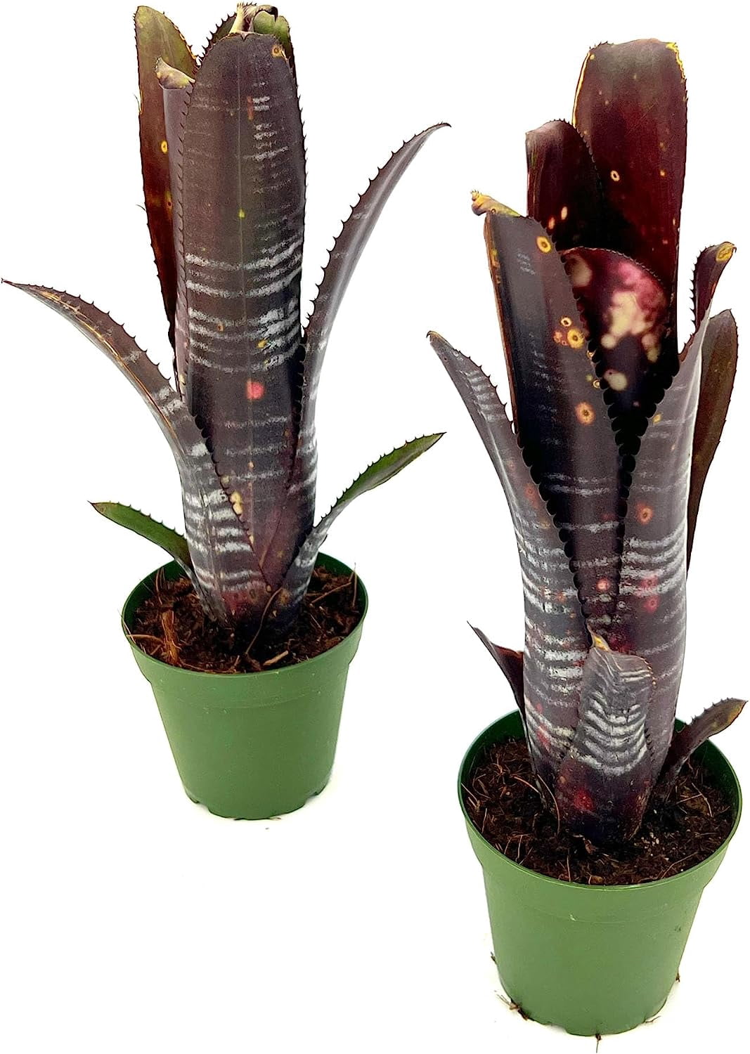 ragnaroc Live Plants – Bromeliad Billbergia Darth Vader, 8-12" in 4" Pot - 1ct - Live Arrival Guaranteed - House Plants for Home Decor & Gift