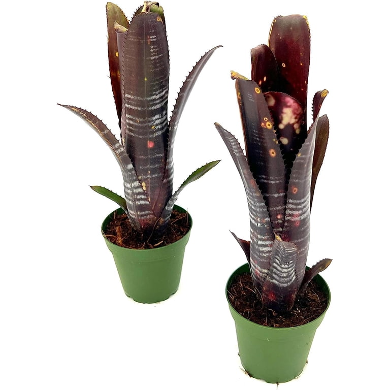 bloom Vader' 'Darth Billbergia vader darth ブロメリア　billbergia in California Northern ブロメリア・エアープランツ