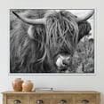 thumbnail image 2 of Designart 'Close Up Of Scottish Cow On Moorland II' Farmhouse Framed Canvas Wall Art Print, 2 of 5