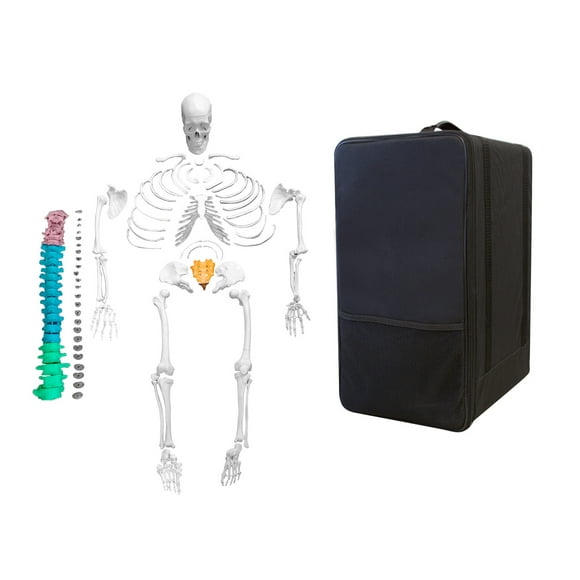 Isaac Technologies IC-B10246-CC0 Life Size, Total Disarticulated Skeleton | 5 Color-Coded Vertebrae, Bones & Osteological features numbered for identification | 3-Part Skull | W Manual & Carrying Case