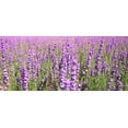 thumbnail image 2 of TomorrowSeeds - Lilac Rocket Larkspur Seeds - 3600+ Count - For 2026 Planting Purple Delphinium, 2 of 3