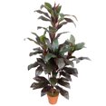 thumbnail image 4 of Northlight 60" Dracaena Artificial Potted Plant - Red/Green, 4 of 7
