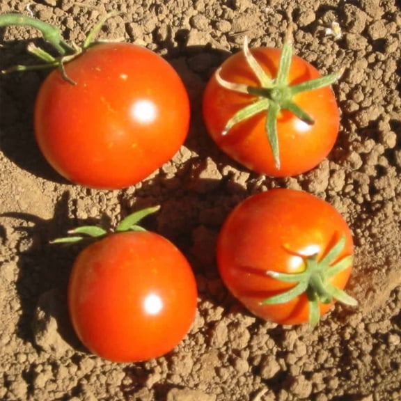 Tomato Garden Seeds - Glacier - 100 Seeds - Non-GMO, Heirloom, Vegetable Gardening Seed