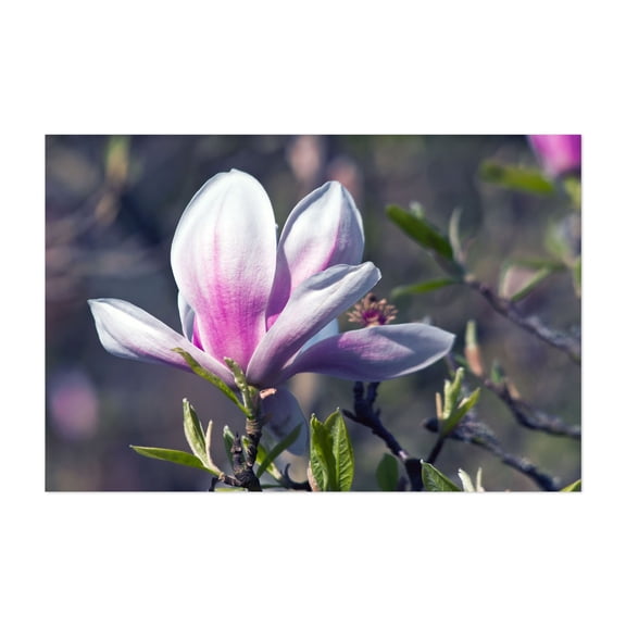 Magnificent magnolia blossom in the botanical garden - Bezirk Pankow Berlin Germany Photography Floral Flowers Nature Botanical Garden Scenic Unframed Wall Art Print 4 x 6 inches