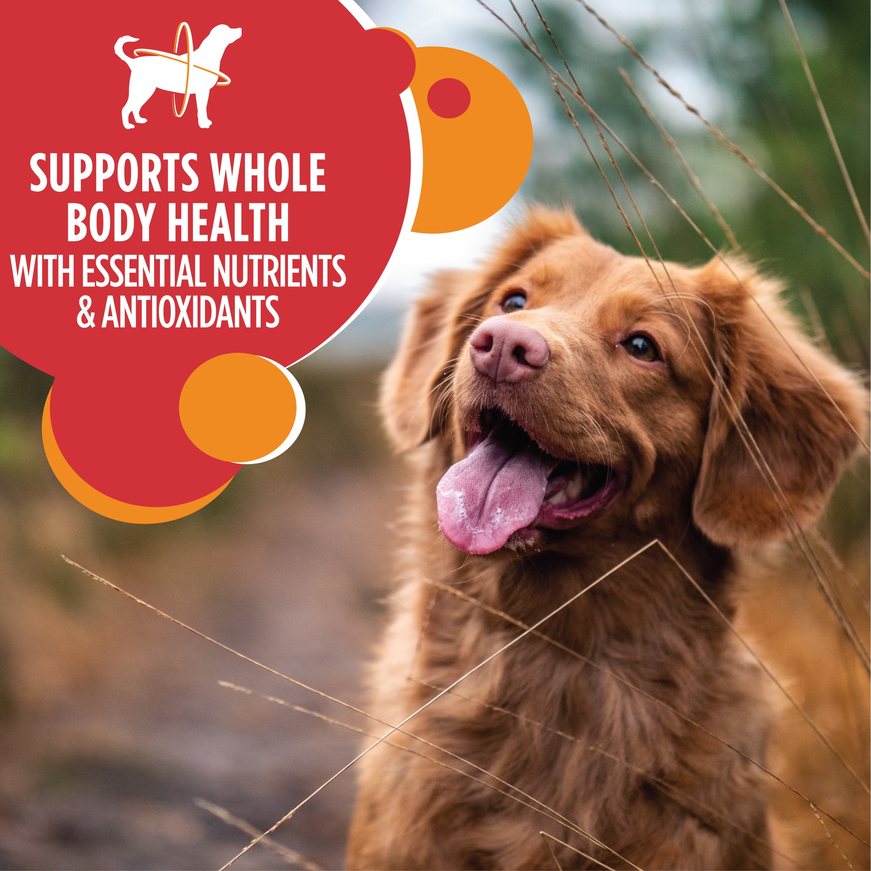 iams lamb and rice walmart