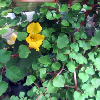 Double Impatiens Plants