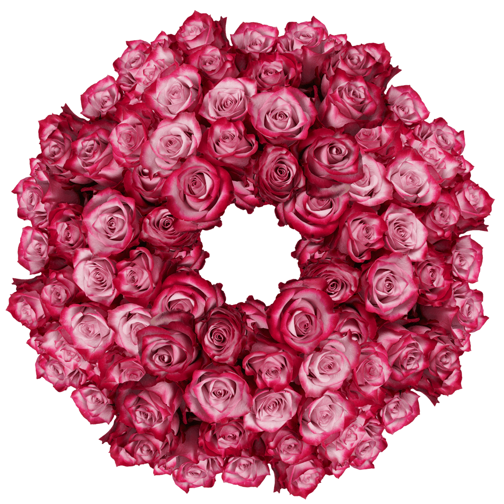 250 Stems of Deep Purple Roses- Beautiful Fresh Cut Flowers- Express ...