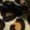 Black; Yellow; MultiColor; Multi-Colored, variant on OppoSuits Boys' Suits BOYS Discoballer - US 2Y Multicolor