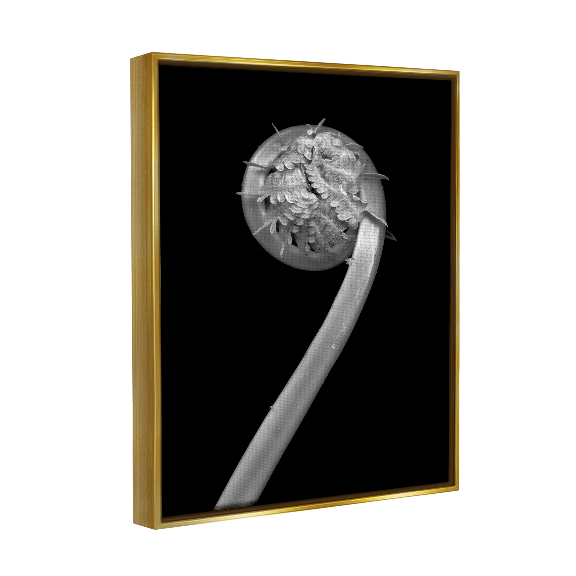 Stupell Industries Fiddlehead Fern on Black Botanical & Floral Photography Gold Floater Framed Art Print Wall Art, 25 x 31