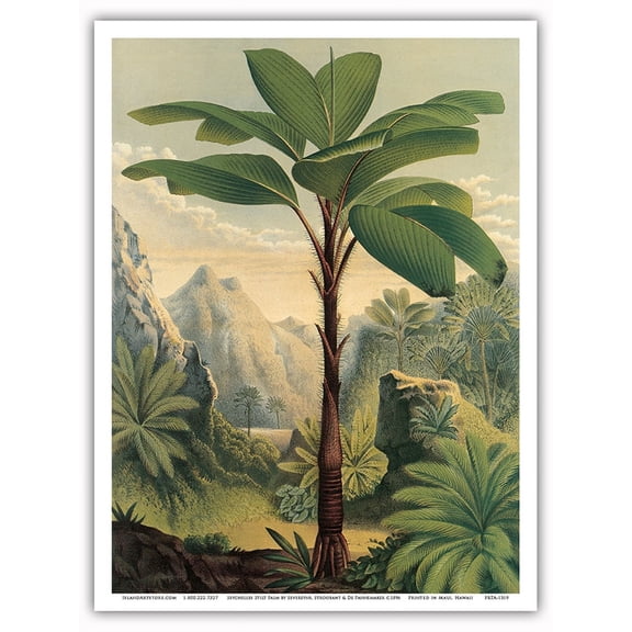 Seychelles Stilt Palm - Flowers Greenhouses and Gardens of Europe - Vintage Botanical Illustration by Severeyns, Stroobant and De Pannemaker c.1896 - Master Art Print (Unframed) 9in x 12in