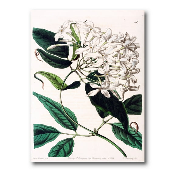 Designart ' Ancient Plant Life XXIV ' Traditional Canvas Wall Art Print