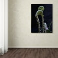 thumbnail image 3 of Trademark Fine Art "Fern and Flower" Canvas Art by Kurt Shaffer, 3 of 3