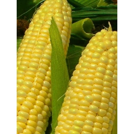 Corn Golden Bantam 8 Open Polinated Great Heirloom Vegetable 30 Seeds By Seed