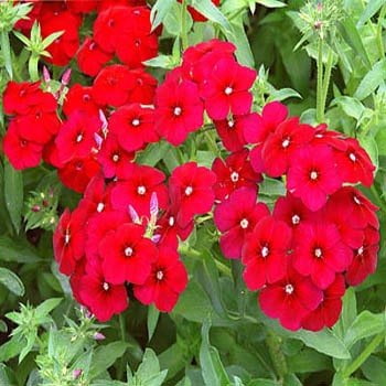 The Dirty Gardener Scarlet Phlox Flower Seeds, 1